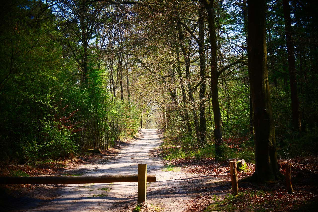Wald mit Weg